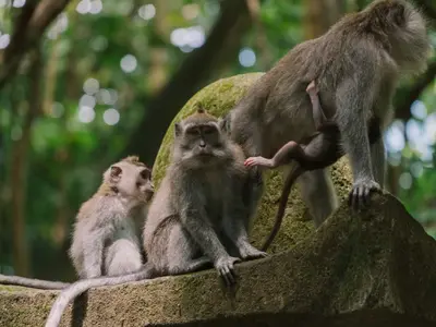 Ubud